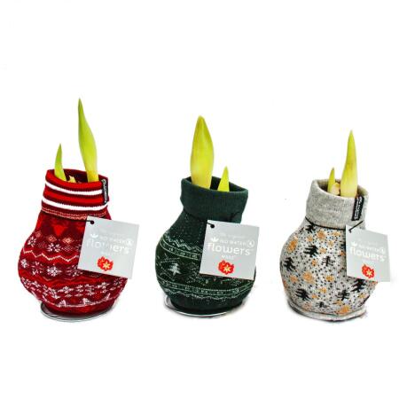 Exotic heart - amaryllis onions in Norwegian socks - knights star - the original gift idea