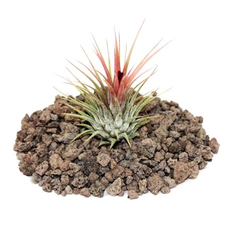 Tillandsia ionantha ionantha ionantha - plante en vrac