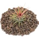 Tillandsia ionantha ionantha - lose Pflanze