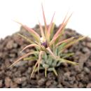 Tillandsia ionantha ionantha - lose Pflanze