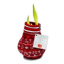 Exotenherz - amaryllis onion in Norwegian socks - knights...