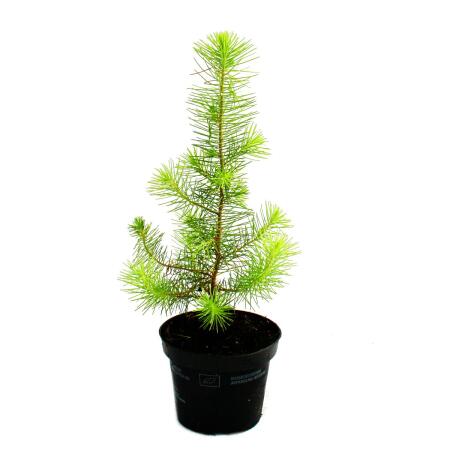 Exotenherz Der kleinste Weihnachtsbaum der Welt Mittelmeer-Kiefer Pinus pinea Zimmerkiefer 12cm Topf