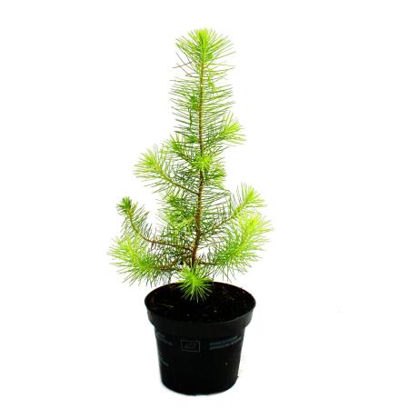 Exotenherz - Der kleinste Weihnachtsbaum der Welt - Mittelmeer-Kiefer - Pinus pinea - Zimmerkiefer - 12cm Topf