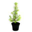 Exotenherz - Der kleinste Weihnachtsbaum der Welt -...