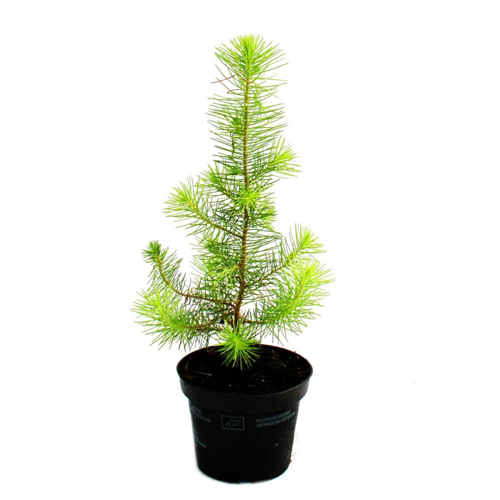 Mittelmeer-Kiefer - Pinus pinea - Zimmerkiefer - 12cm To - Exotenherz