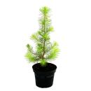 Exotenherz - Mediterranean pine - Pinus pinea - Indoor...