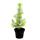Exotenherz - Mediterranean pine - Pinus pinea - Indoor pine - 12cm pot