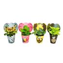 Exotenherz - funny indoor plant set &quot;Animals&quot; - 4 plants with animals - ideal as a gift for childrens birthdays
