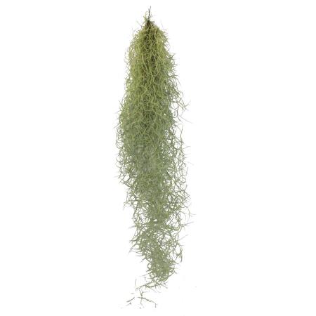 Exotenherz - Feenhaar - Louisiana-Moos - Tillandsia usneoides - hängende Tillandsie - ca. 30-40cm lang - pflegeleicht