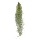 Exotenherz - fairy hair - Louisiana moss - Tillandsia...