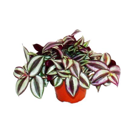 Exotenherz - fleur à trois mâts - Tradescantia zebrina - plante dintérieur à suspendre facile dentretien - pot de 12 cm