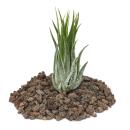 Tillandsia scarposa - loose Plant