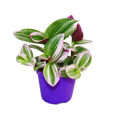 Exotenherz - fleur à trois mâts - Tradescantia "Nanouk" - plante dintérieur à suspendre facile dentretien - pot 9cm - rose