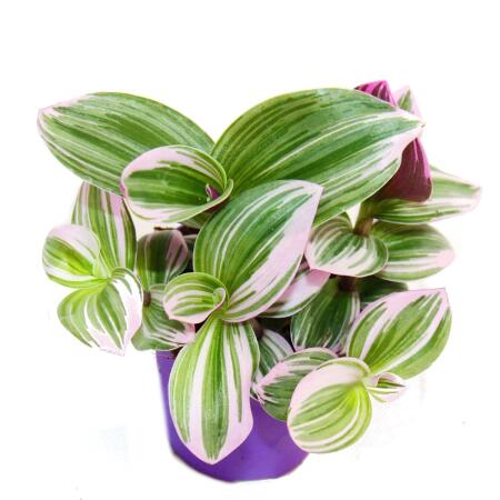 Exotenherz - fleur à trois mâts - Tradescantia Nanouk - plante d'in