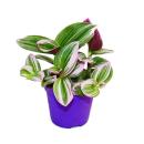 Exotenherz - three-master flower - Tradescantia &quot;Nanouk&quot; - easy-care hanging house plant - 9cm pot - pink