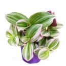 Exotenherz - three-master flower - Tradescantia &quot;Nanouk&quot; - easy-care hanging house plant - 9cm pot - pink