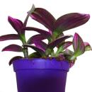 Exotenherz Dreimasterblume Tradescantia "Nanouk" pflegeleichte hängende Zimmerpflanze 9cm Topf pink