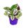 Exotenherz - Dreimasterblume - Tradescantia &quot;Nanouk&quot; - pflegeleichte h&auml;ngende Zimmerpflanze - 9cm Topf - pink