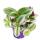 Exotenherz - three-master flower - Tradescantia "Nanouk" - easy-care hanging house plant - 9cm pot - pink