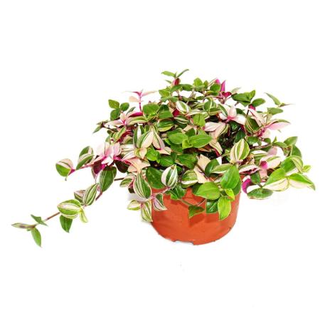 Exotenherz - Dreimasterblume - Tradescantia quadricolor - pflegeleichte h&auml;ngende Zimmerpflanze - 12cm Topf