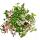 Exotenherz - three-master flower - Tradescantia quadricolor - easy-care hanging houseplant - 12cm pot