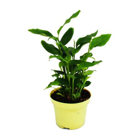 Exotenherz - cinnamon aroma plant - Elettaria cardamomum - cardamom with cinnamon scent - houseplant in a 12cm pot