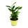 Exotenherz Zimt-Aroma-Pflanze Elettaria cardamomum Kardamom mit Zimt-Duft Zimmerpflanze im 12cm Topf
