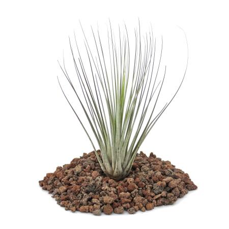 Tillandsia juncea - small Plant