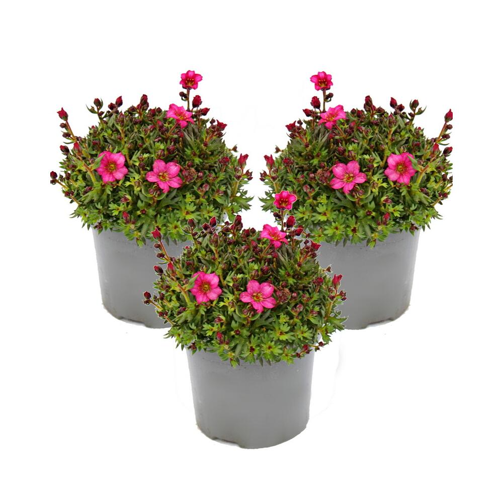 3 Rot-Blhende Moos-Steinbrech-Pflanzen - Saxifraga arendsii 12cm