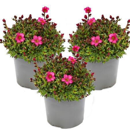 Plante de saxifrage en mousse - Saxifraga arendsii - floraison rouge - 12cm - set de 3 plantes