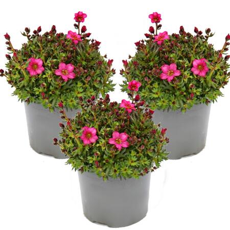 Moos-Steinbrech Pflanze - Saxifraga arendsii - rot-blühend - 12cm - Set mit 3 Pflanzen