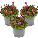 Moss saxifrage plant - Saxifraga arendsii - red-flowering...