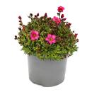 Moss saxifrage plant - Saxifraga arendsii - red-flowering...