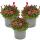 Plante de saxifrage en mousse - Saxifraga arendsii - floraison rouge - 12cm - set de 3 plantes