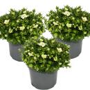 Plante de saxifrage mousse - Saxifraga arendsii -...