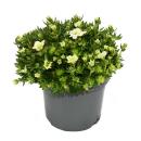 Moos-Steinbrech Pflanze - Saxifraga arendsii - weiss-bl&uuml;hend - 12cm - Set mit 3 Pflanzen