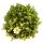 Moos-Steinbrech Pflanze - Saxifraga arendsii - weiss-bl&uuml;hend - 12cm - Set mit 3 Pflanzen