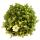 Moss saxifrage plant - Saxifraga arendsii - white blooming - 12cm - Set with 3 plants