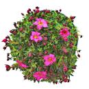 Moos-Steinbrech Pflanze - Saxifraga arendsii - rot und weiss blühend - 12cm - Set mit 6 Pflanzen