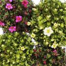 Moss saxifrage plant - Saxifraga arendsii - red and white flowering - 12cm - set with 6 plants