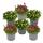 Moos-Steinbrech Pflanze - Saxifraga arendsii - rot und weiss blühend - 12cm - Set mit 6 Pflanzen