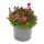 Moos-Steinbrech Pflanze - Saxifraga arendsii - rot und weiss bl&uuml;hend - 12cm - Set mit 6 Pflanzen