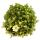 Moss saxifrage plant - Saxifraga arendsii - red and white flowering - 12cm - set with 6 plants