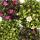 Moos-Steinbrech Pflanze - Saxifraga arendsii - rot und weiss bl&uuml;hend - 12cm - Set mit 6 Pflanzen