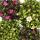 Moss saxifrage plant - Saxifraga arendsii - red and white flowering - 12cm - set with 6 plants