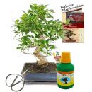Bonsai Chin. Feigenbaum Ficus retusa ca. 10 Jahre 25cm...