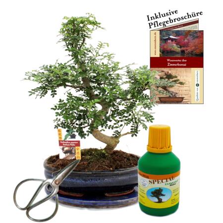 Bonsai Szechuan-Pfeffer Zanthoxylum ca. 10 Jahre 25cm Schale Geschenk-Set mit Schere und Dünger