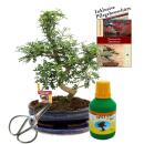 Bonsai - Szechuan-Pfeffer - Zanthoxyllum - ca. 10 Jahre -...