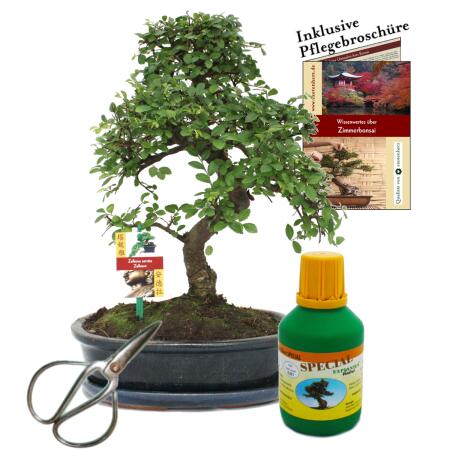 Bonsai - Chin. Ulme - Ulmus parvifolia - ca. 10 Jahre
 25cm Schale - Geschenk-Set mit Schere und Dünger