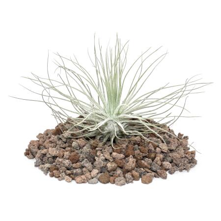 Tillandsia magnusiana - loose Plant